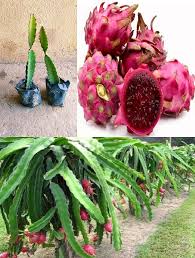 Dragon Fruit Pink 